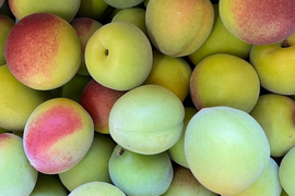 【予約販売】爽やかな酸味とフレッシュな香りの南高梅（青梅）｜梅シロップ・梅酒におすすめ｜2Lサイズ以上｜優品相当（B級）1kg｜やまと農園（和歌山県みなべ町）