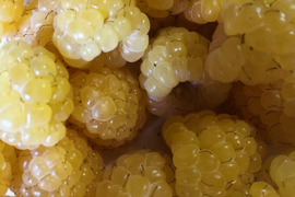 こだわり品種の完熟手収穫　冷凍オーガニックラズベリー(黄） 500g