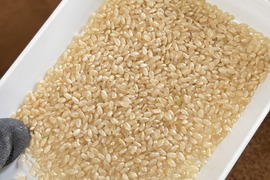 【新米】R7年産　秋田県産あきたこまち玄米　10kg