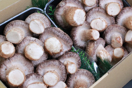 【夏ギフト】特別セット！東京福しいたけギフト用（300g×2パック＋しいたけマスコット・特別包装）