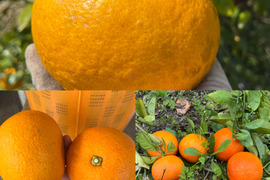 【お試しセット】ねこ農園の柑橘お試しセット2kg【農薬不使用】