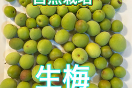 生梅 約850g 自然栽培