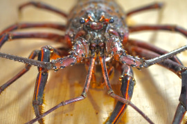 【🦞生誕10年物🦞】【ギフト対応】綺麗な高知の海で育った伊勢海老一匹1.1キロ❗️