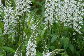 2個セット リシマキア エフェメルム  宿根草 多年草 ホワイトガーデン