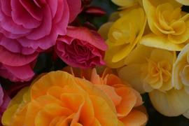 【贈答用】可愛らしい3色のベゴニアが入った人気商品です。エラチオールベゴニア【バスケット３入】４寸