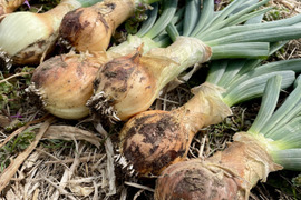 【期間限定】葉付き新玉ねぎ2kg 農薬・化学肥料不使用