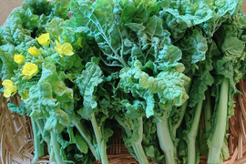 【早春の野菜】食用の菜花300g
鮮やかな緑黄色が彩りを添えます【農薬不使用】