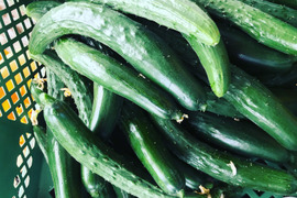 感動野菜‼️お買い徳‼️きゅうり25本‼️約4キロ