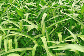 農薬不使用】茎までやわらか！至宝の空芯菜（エンサイ）（1kg