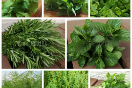 【お試し♪】フレッシュハーブ 8種 詰め合わせ(合計200g)