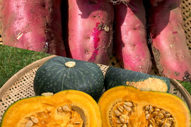 旬のセット🍠🎃【北海道産🌎農薬化学肥料・除草剤不使用】甘いサツマイモ5㎏🍠ホクホク南瓜5㎏のセット🍠🎃
