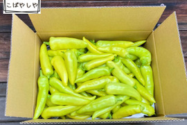 限定採れすぎ大特価‼️ 採れたては辛さも新鮮!!バナナ南蛮だらけ箱一杯セット!!(サイズ80)