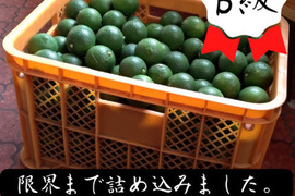 【※販売中止 B級品 ２０ｋｇ】コンテナごとあなたへ届け！「タカミヤカボスのかぼす」