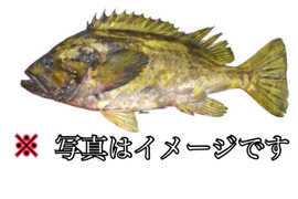 【知床羅臼直送】アオゾイ(クロメヌケ)神経締め オマケ付き 1kg2尾セット