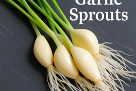 お試し価格《新規15名様限定》栄養満点にんにくスプラウト（10本）一品分のレシピ付き