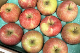 すぐに発送🚚訳ありご家庭用🍎北斗🍎3kg 希少品種 果汁溢れる甘いりんご✨低農薬で皮ごと安心！ 特別栽培認証取得