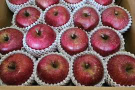 青森県産サンふじりんご約5㎏（キャップ14～20個）