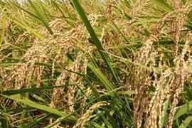 【新米】【栽培期間中農薬不使用コシヒカリ】玄米4kg（2kg×2袋）【80】令和5年産 有機肥料のみで栽培