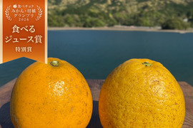 【柑橘食べ比べ】紅河内晩柑&河内晩柑　箱込み2kg　栽培期間中に農薬、化学肥料不使用