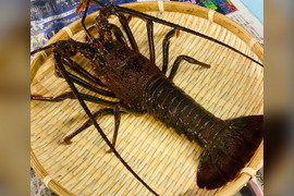送込）本州最南端の地より　活け伊勢エビ　１０～１４尾で２キログラム（和歌山県産） fit=scale-down,w=1200