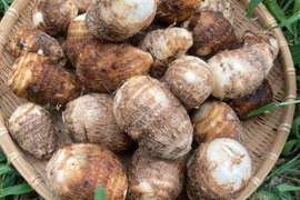 掘り立て新鮮！土付き里芋 2kg 大分県産　農薬化学肥料不使用栽培
