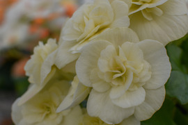 【フラワー・オブ・ザ・イヤー受賞！】エレガントなパールカラーはどんなシーンにも似合います。エラチオールベゴニア【ブランレーヌ】５寸