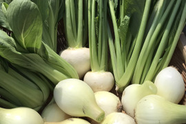 徳島県産新玉ねぎと葉物野菜のセット《栽培期間中農薬・肥料不使用》