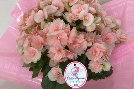 エラチオールベゴニア【クリスティーフリンジ】4.5寸　上品なペールピンクとギザギザの花弁が個性的なエレガントな品種です。