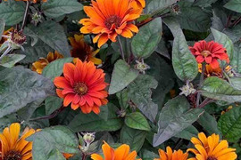 2個セット ヘリオプシス ブリーディングハーツ イングリッシュガーデン カラーリーフ 花苗 多年草 宿根草