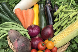 【ふるさと納税・定期便6ヶ月】Lサイズ ＊旬野菜セット(約10~11品)×6回【農薬：栽培期間中不使用】 ＜千葉県我孫子市＞