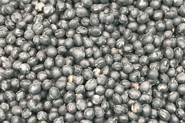 〈メール便〉黒大豆（黒豆）200g【無肥料・栽培期間中農薬不使用 自然栽培 天日干し】