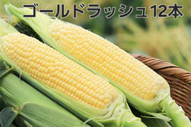 【予約販売早朝収穫であまーいスイートコーン】ゴールドラッシュ12本