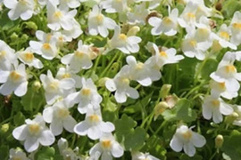 2個セット シンバラリア パリダアルビフローラ  ホワイトガーデン グランドカバー イングリッシュガーデン 花苗 多年草 宿根草