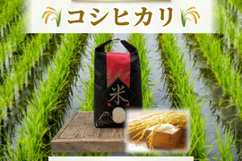 ※20袋限定！【淡路島産】島の恵みが育んだ極上コシヒカリ（令和7年度産）/５kg