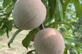 ＼8月18日まで／【すもも】エレファントハート 約1.5キロ 【プラム】【加工にも生食にも】山形県産