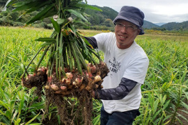 R7【四万十町産】R7.10月収穫4㎏（洗い生姜、土佐一生姜)