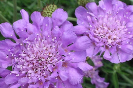 2個セット スカビオサ  ピンクッションブルー  ブルーガーデン イングリッシュガーデン 花苗 多年草 宿根草