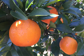 健康に良い橙（約４kg）