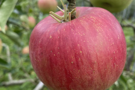 信州は山ノ内町からお届けあま〜い！　サンつがる　家庭用　10kg