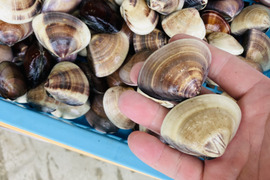 5月予約商品　中はまぐり　1キロ