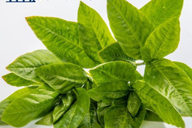 ＪＧＡＰ認証　染めるだけじゃない！話題のスーパーフード！食べられる藍（生葉）