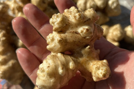 自然の力が詰まったスーパーフード！菊芋（きくいも）