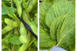 【おまけ付】レシピ付き無農薬・化学肥料不使用
茶豆枝豆＆えごまの葉