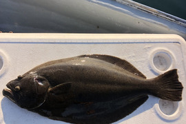 【活き締め】天然ヒラメ2〜3kg 刺身用