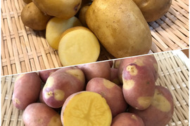 【福袋2025】まるで栗みたい！インカ2種食べ比べセット！【特別栽培】(サイズ無選別)