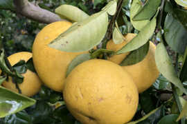 大崎上島産ゴールデン文旦　9kg