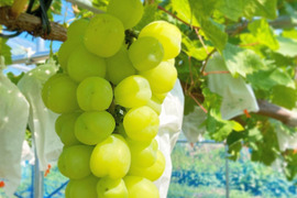 【数量限定】大迫力！極大粒ぶどう 雄宝1房900g〜