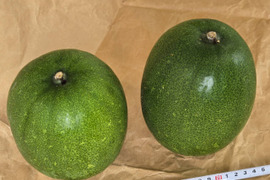 常温保存OK！とろけるミニ冬瓜２個セット（2.2～2.5kg）