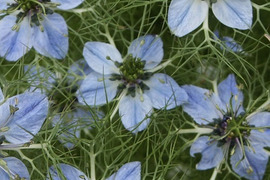 2個セット ニゲラ （くろたねそう） ブルーイスタンブール  ブルーガーデン イングリッシュガーデン 花苗 多年草 宿根草