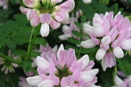 2個セット クラウンベッチ （コロニラ　バリア） グランドカバー 宿根草 多年草 花壇苗